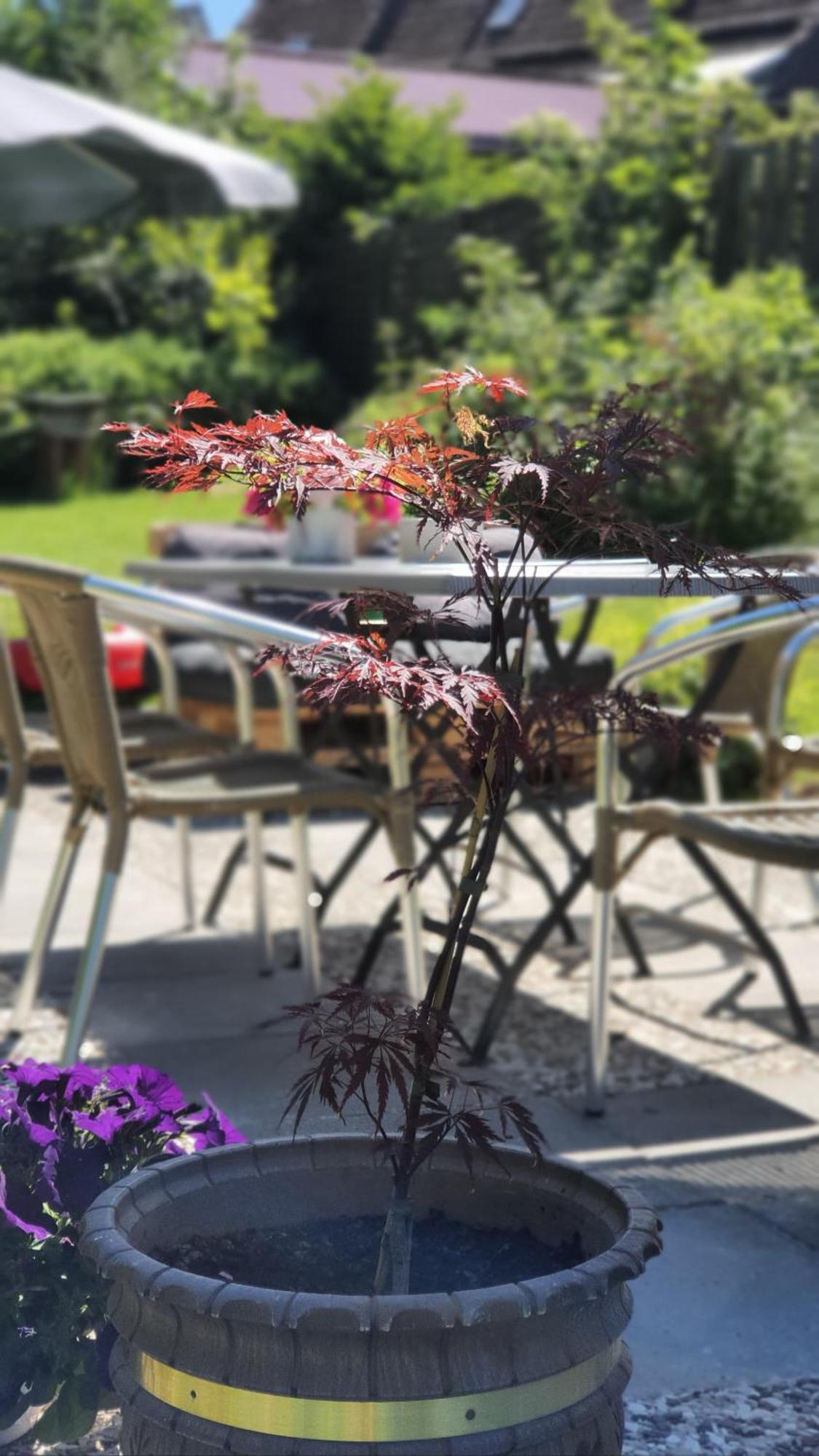 Hotel Schneiderhof Braunlage Exteriér fotografie